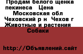 Продам белого щенка пекинеса › Цена ­ 8 000 - Московская обл., Чеховский р-н, Чехов г. Животные и растения » Собаки   